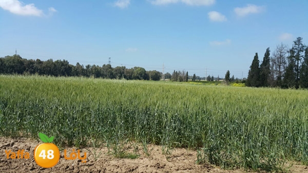 roben tabee3ar (21).JPG